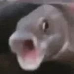 fih