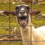Goat Screaming