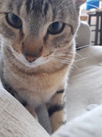 Sad Music (Meme Sound) Sound Effect for Editing - Sound