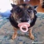 Lunch Lady Voice Sound and SFX - Sound