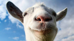 Goat screaming