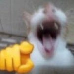 Cat Laughing At You