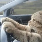 driving in my car base bosted