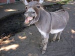 Donkey of the Day - Sound
