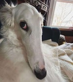 borzoi meme - Sound