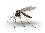 Mosquito Buzz