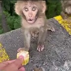 i dont want corn bro