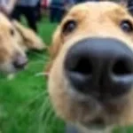 Aggressive dog panting (copy)