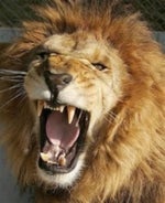 Lion roar