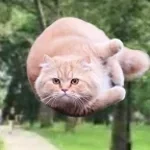 Flying spinning cat slowed