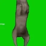 Recording 12/30/25 02:31:19