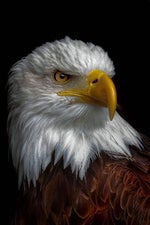 Kanii attachment ft bossa