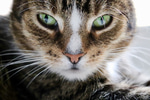 meow