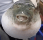 Pufferfish