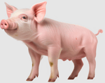 Cerdo Llorando
