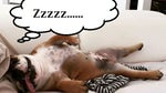 Dog Sleeping Snoring Loudly meme without the text