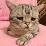 Sad Mjau Cat