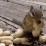 Squeeze Nuts