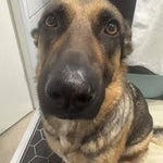 ear ringing (not too lound)