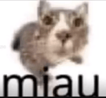 angy cat
