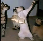 Noli's voicelines 4 FORSAKEN!