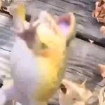 Frog Meme Laugh TikTok sound effect