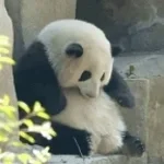 Sou uma taça-Panda e os carica