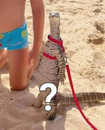 Me Electrocutaste Pedrito