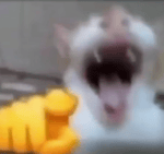wahahah cat