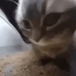 niveles de poder chipi