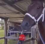 Horse Giving Interview Meme Anime Voice