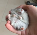 *snore* mimimimimimi