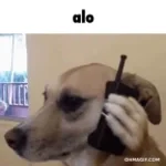 Alo igo