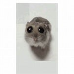 sad hamster but its 2x speed