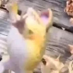 Frog Meme Laugh TikTok sound effect (copy) (copy)