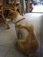 ive suffered for love tiktok version