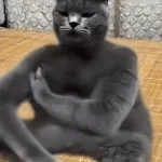 cat slaps himself