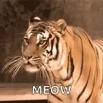 Tiger meow