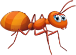 Ant