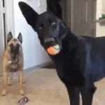 Big Dog Barking (short)