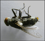dead flies
