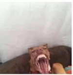 Loud ahh scream with reverb