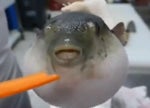 Puffer fish gag