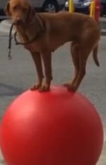 Dog standing on red sphere
