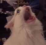 Travis Scott falling in autotune