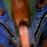 Cassowary rumbling 1