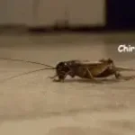Crickets Ambience