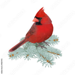 Northern Cardinal Calling 4 different calls