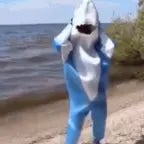 Shark Attack in the Aquarium - @fancy.kat