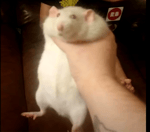 Therussianbadger: the radiation will kill you